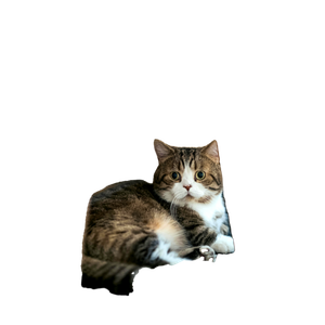 Related cat image: Cute Tabby Cat With Stripes And Big Eyes Lounging Under A Chair Indoors. 18763